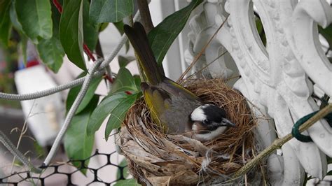 陰毛的功能 麻雀在家築巢